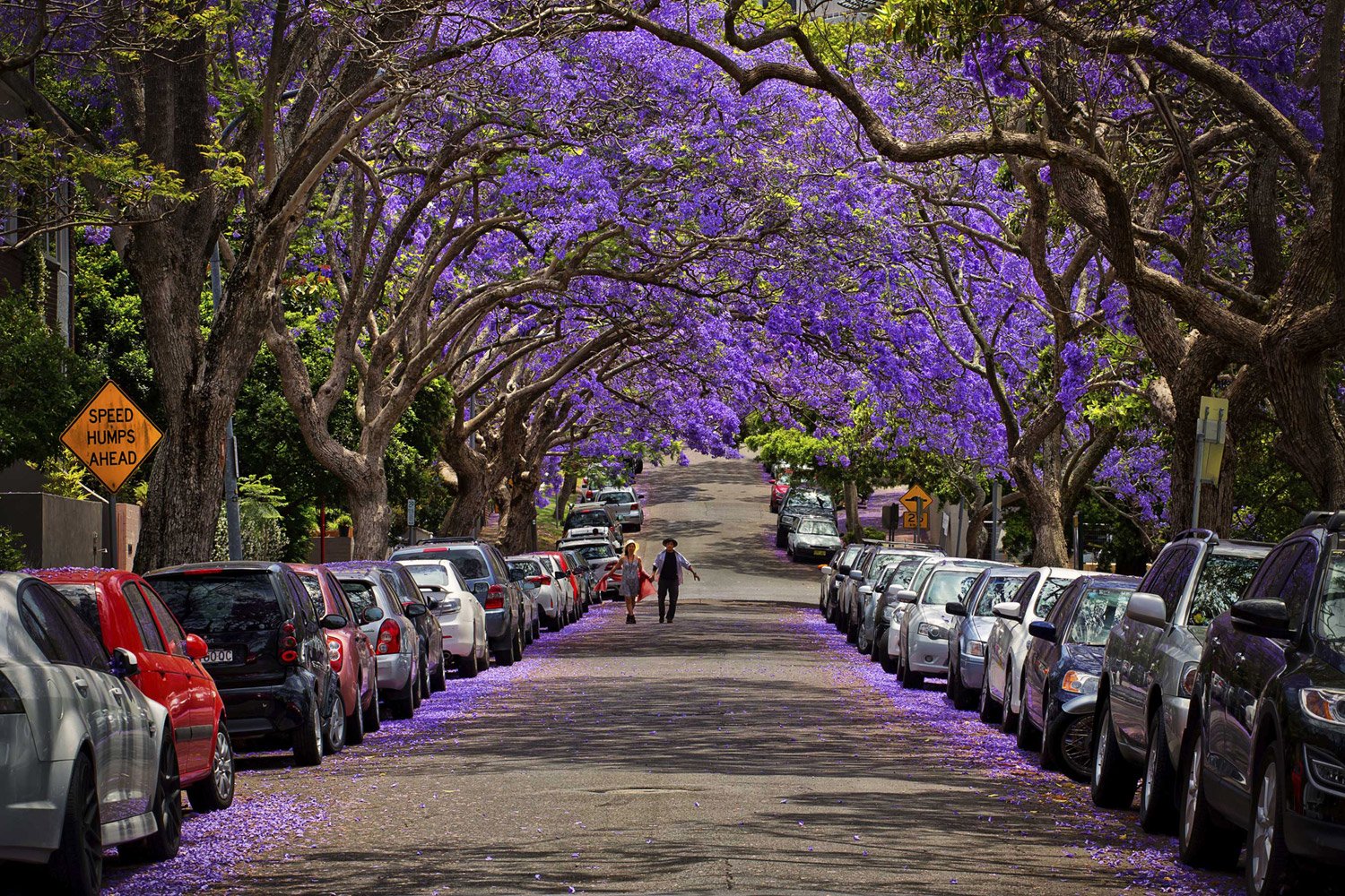 Beautiful-Jacaranda-trees-in-full-bloom-in-Sydney-000051679462_Large